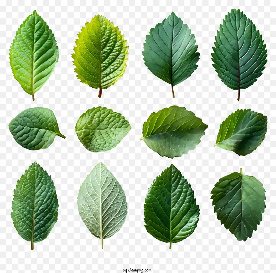 ใบไม้สีเขียว，ลักษณะธรรมชาติ PNG