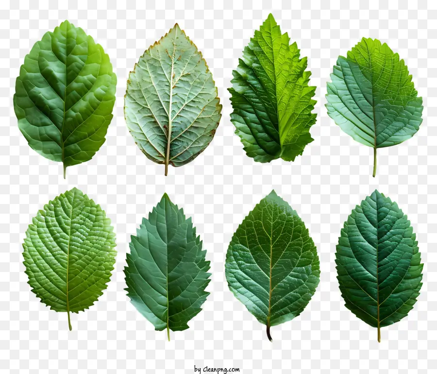 ใบไม้สีเขียว，แบบวงกลมรูปแบบ PNG