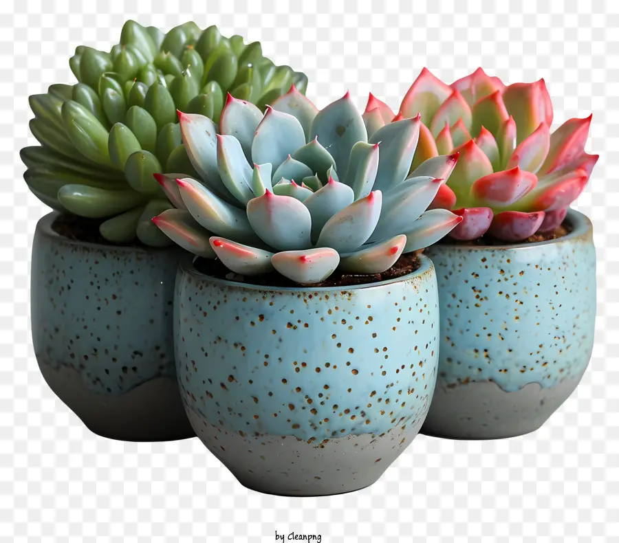 ฉ่ำ，Succulents PNG