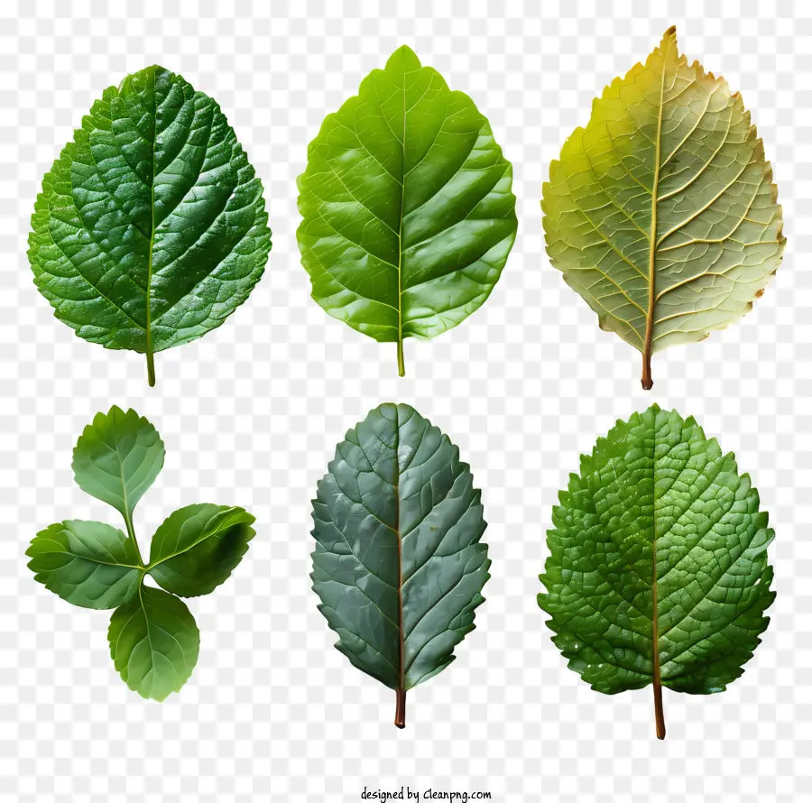 ใบไม้สีเขียว，สีและรูปร่างที่แตกต่างกัน PNG