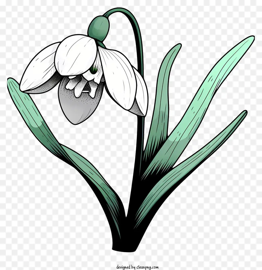 Snowdrop Flower，ดอกไม้สีขาว PNG
