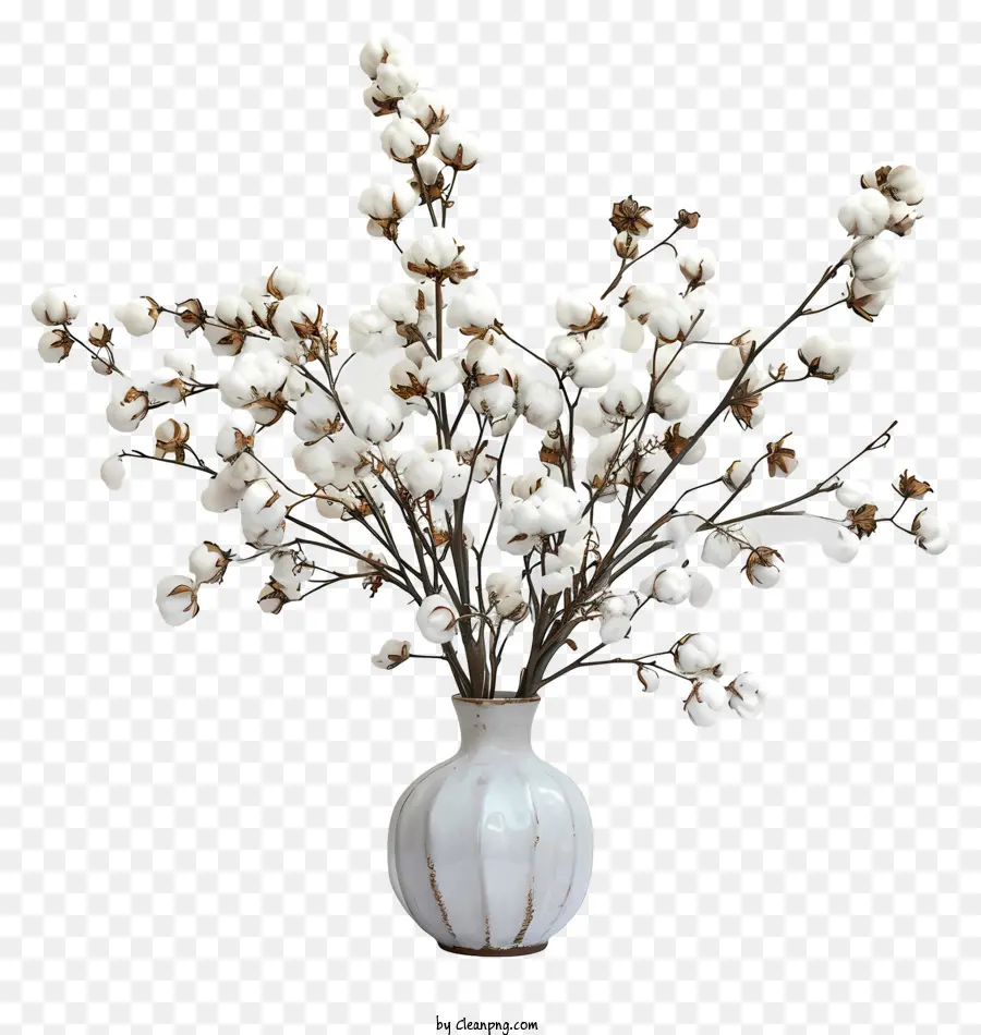 ดอกไม้ฝ้าย，ดอกไม้สีขาว PNG