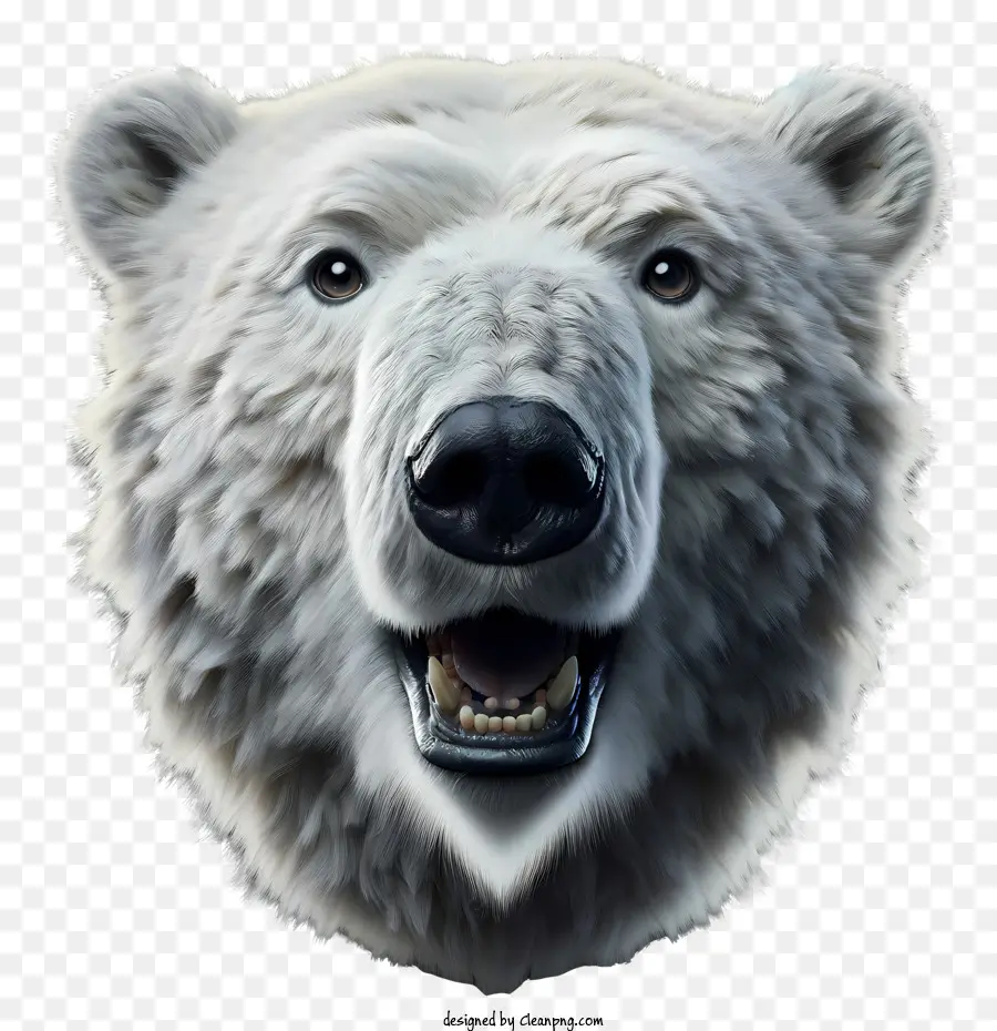 หมีขั้ว，ไวท์วอท PNG