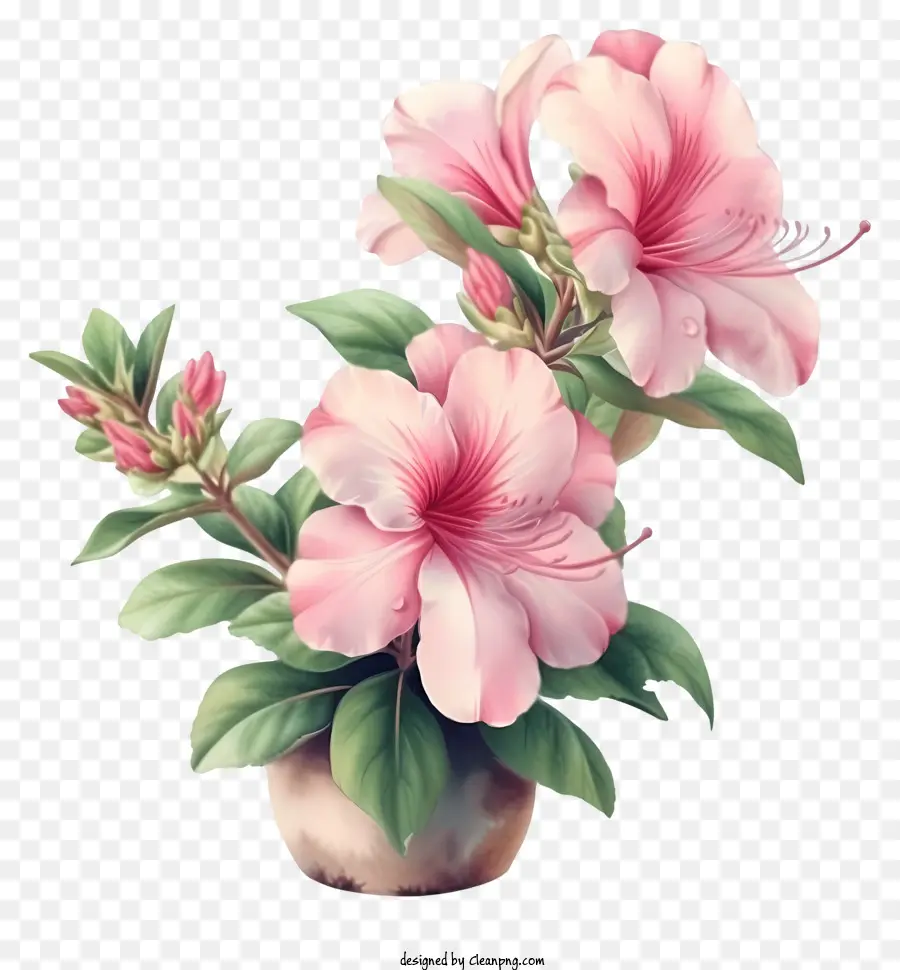 Azalea Flower Vector Design，อนู่ PNG