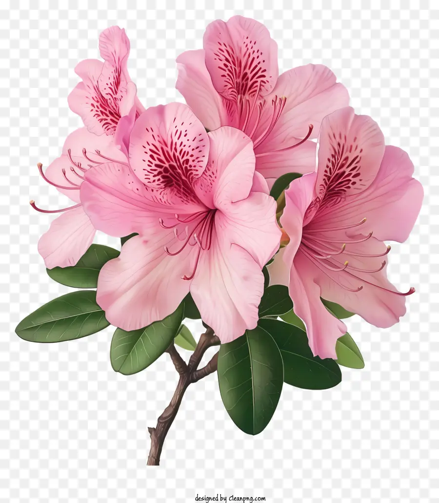 ดอกไม้ Azalea，ดอกไม้ Rhododendron สีชมพู PNG