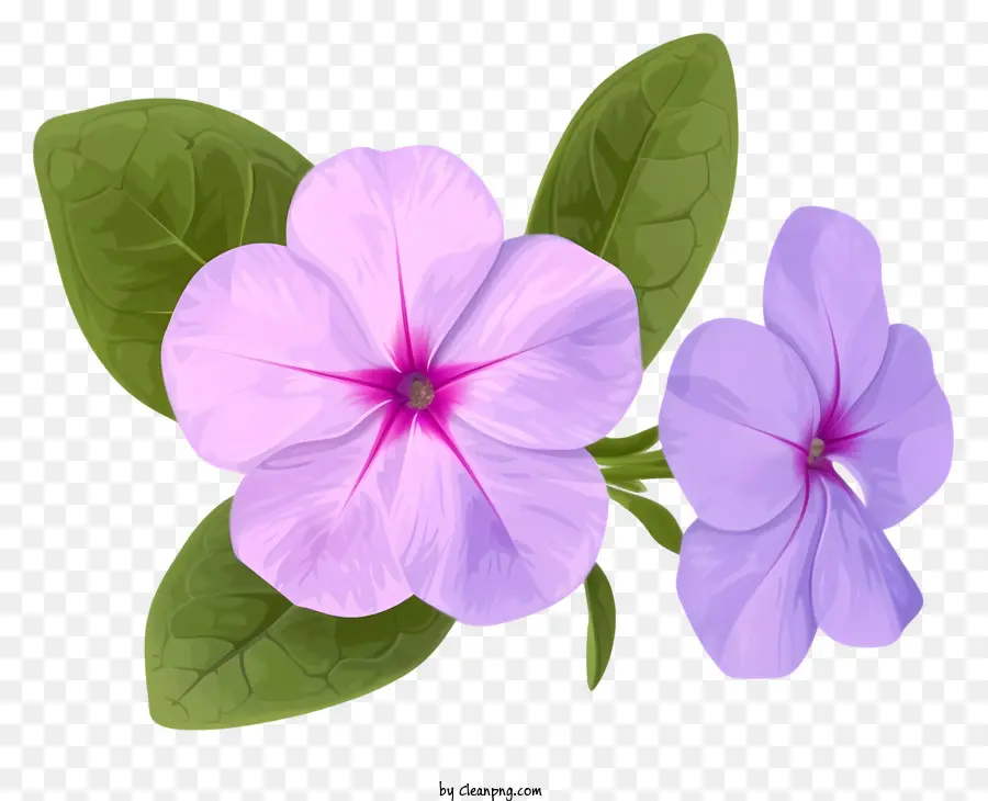 ดอกไม้หอย，ดอกไม้สีม่วง PNG
