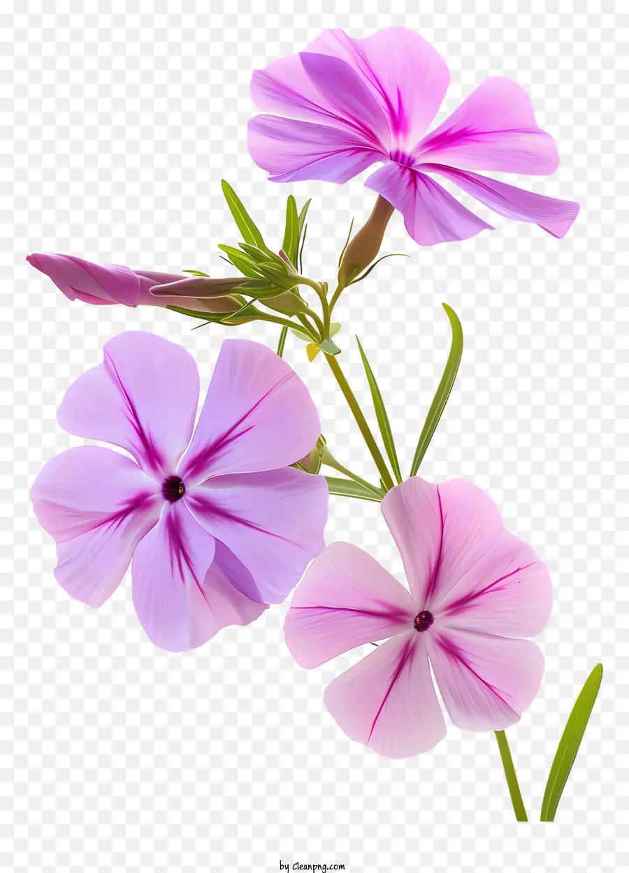 ดอกไม้ฟล็อกซ์，ดอกไม้สีชมพู PNG