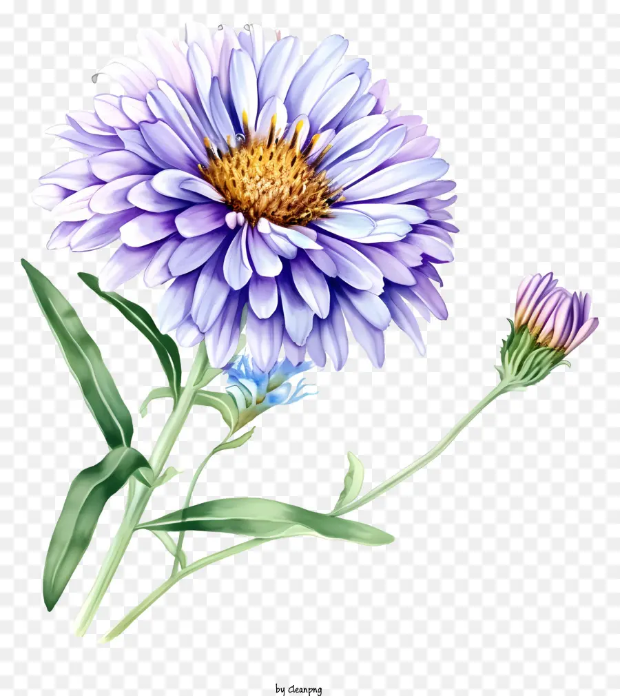 ดอกแอสเตอร์หรูหรา，สีน้ำเงินดอกไม้ PNG