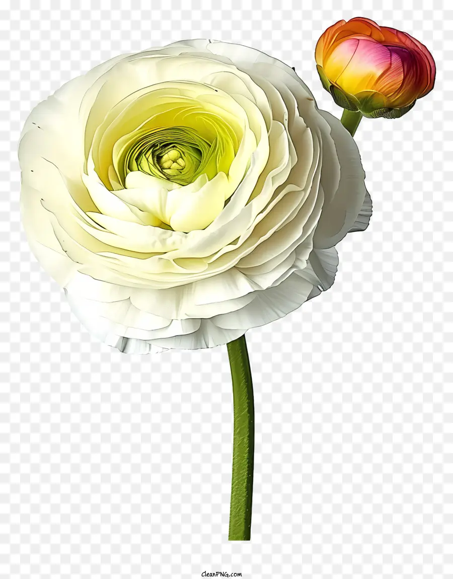 ดอกไม้ Ranunculus，ดอกไม้สีขาว PNG