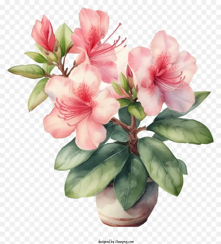 ภาพประกอบโดยละเอียด，ดอกไม้ Azalea หรูหรา PNG