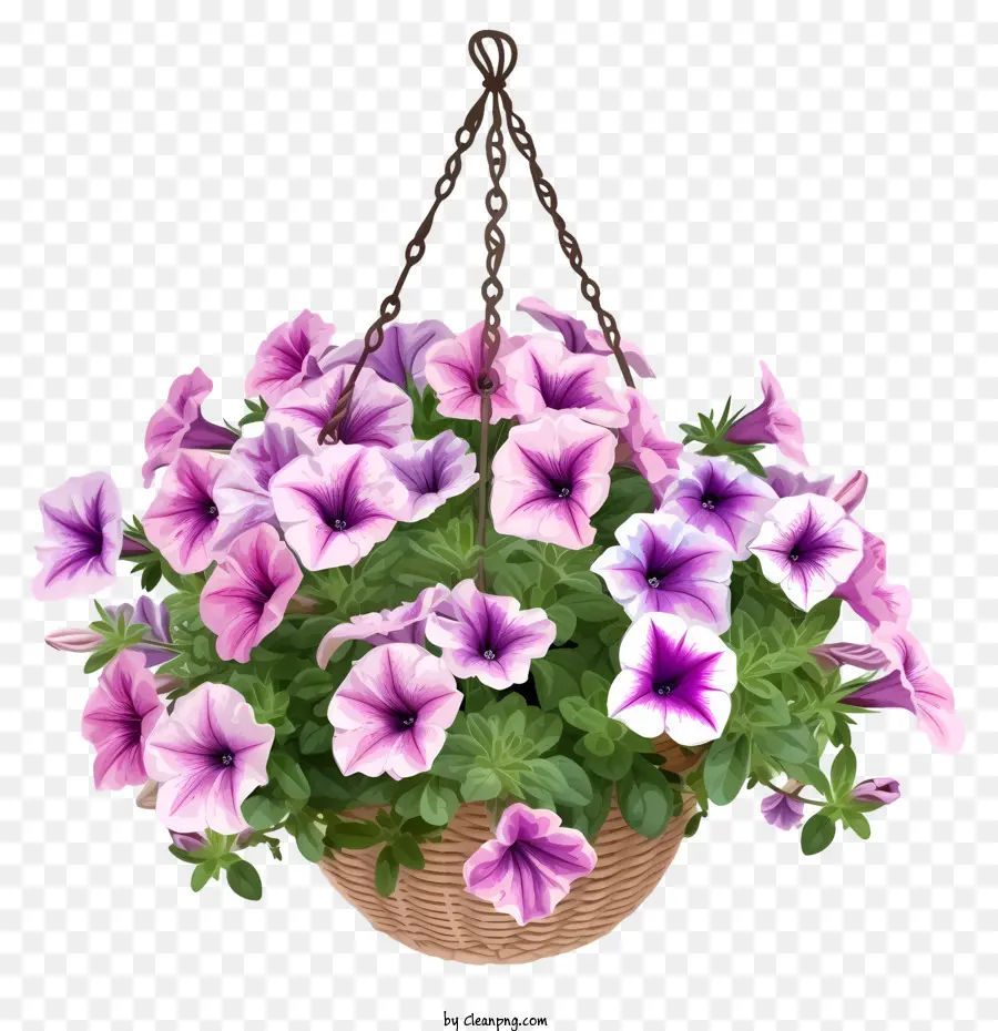 Petunia Flower Elegant Flower Hanging Basket Design Design，ดอกไม้สีม่วง PNG