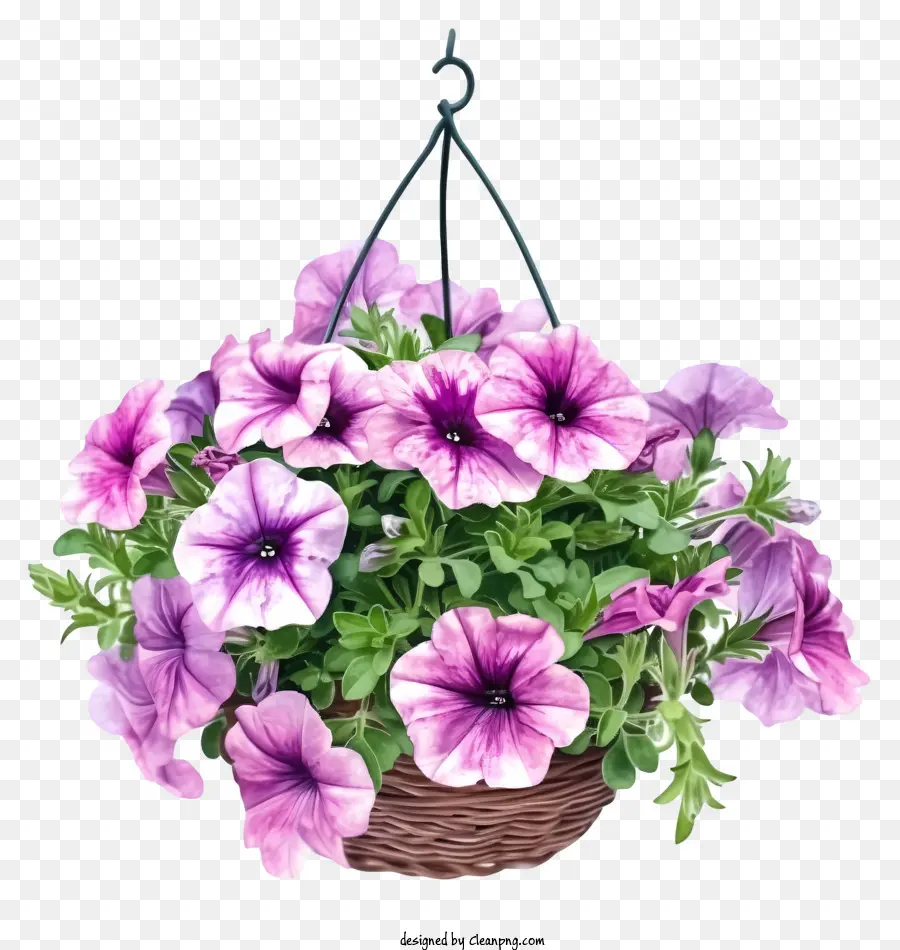 สีน้ำที่หรูหราของดอกไม้ Petunia，ดอกไม้สีม่วง PNG