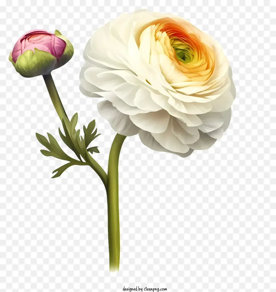 ไอคอนดอกไม้ Ranunculus หรูหรา，ดอกไม้สีขาว PNG