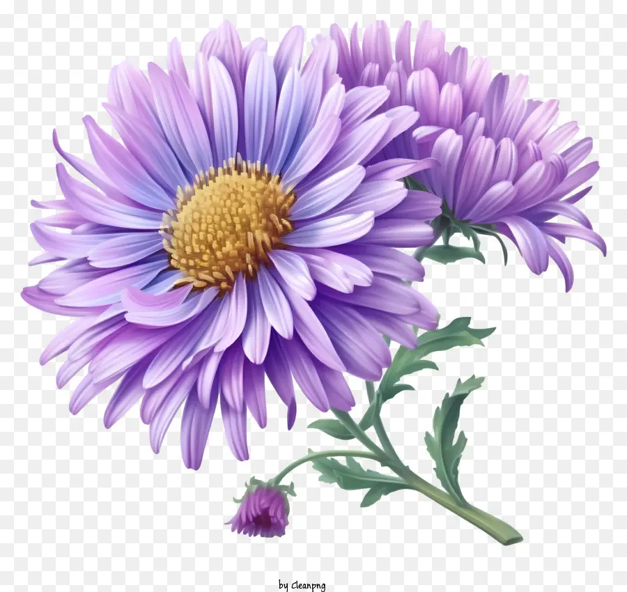 เวกเตอร์ดอกไม้ดอกแอสเตอร์หรูหรา 3d，สีม่วง Chrysanthemum PNG