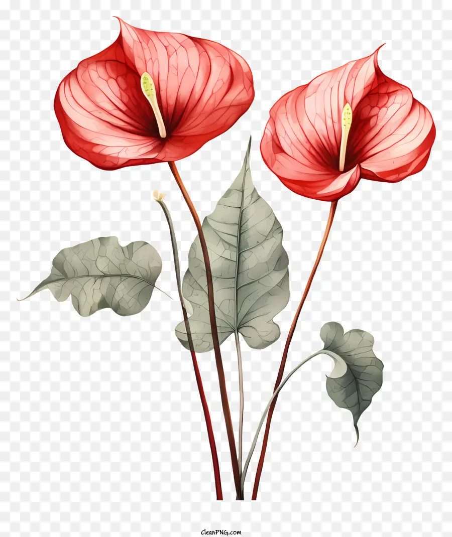 ดอกไม้ใน Anthurium，ดอกไม้สีชมพู PNG