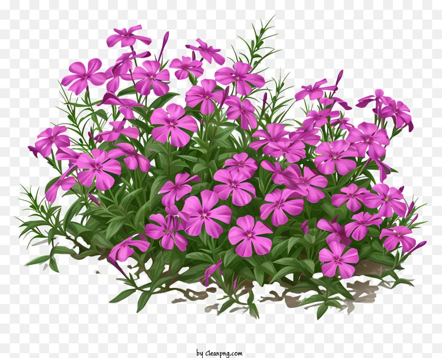เตียงดอกไม้ฟล็อกซ์，ดอกไม้สีชมพู PNG