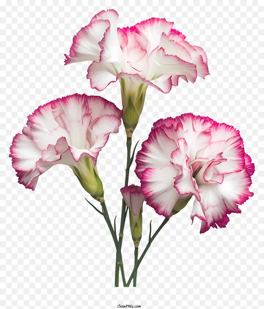 ดอกไม้ Dianthus，ดอกไม้ PNG