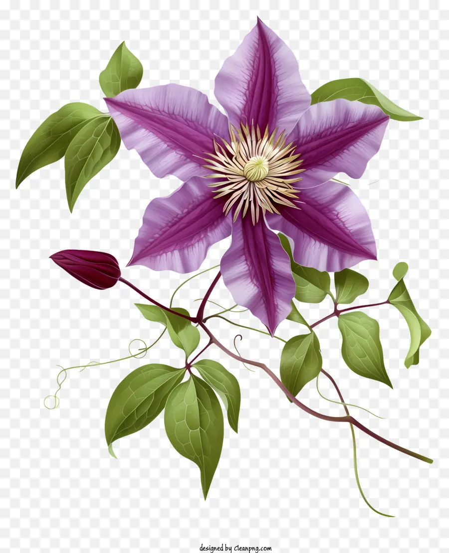 ดอกไม้ Clematis ที่สง่างามสมจริง，ดอกไม้สีชมพู PNG