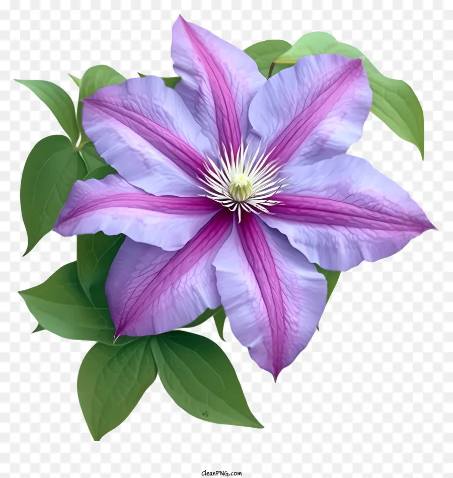 ดอกไม้เลมมาติสที่สง่างาม，ดอกไม้ไม้กางเขนสีม่วง PNG