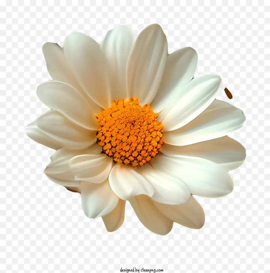 พื้นหลังลวดลายดอกไม้，แต่มาตินจะไม่เขาเป็นอย่างนั้นผิวขาว PNG