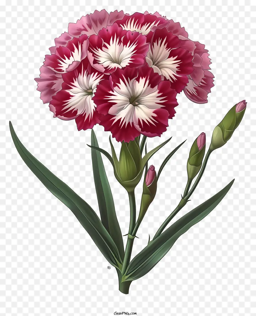 ไอคอนดอกไม้ Dianthus หรูหรา，คาร์เนชั่น PNG