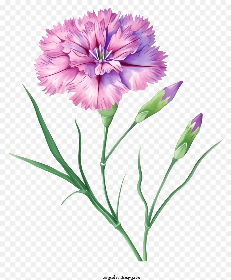 ดอกไม้ Dianthus ที่สง่างาม，คาร์เนชั่น PNG