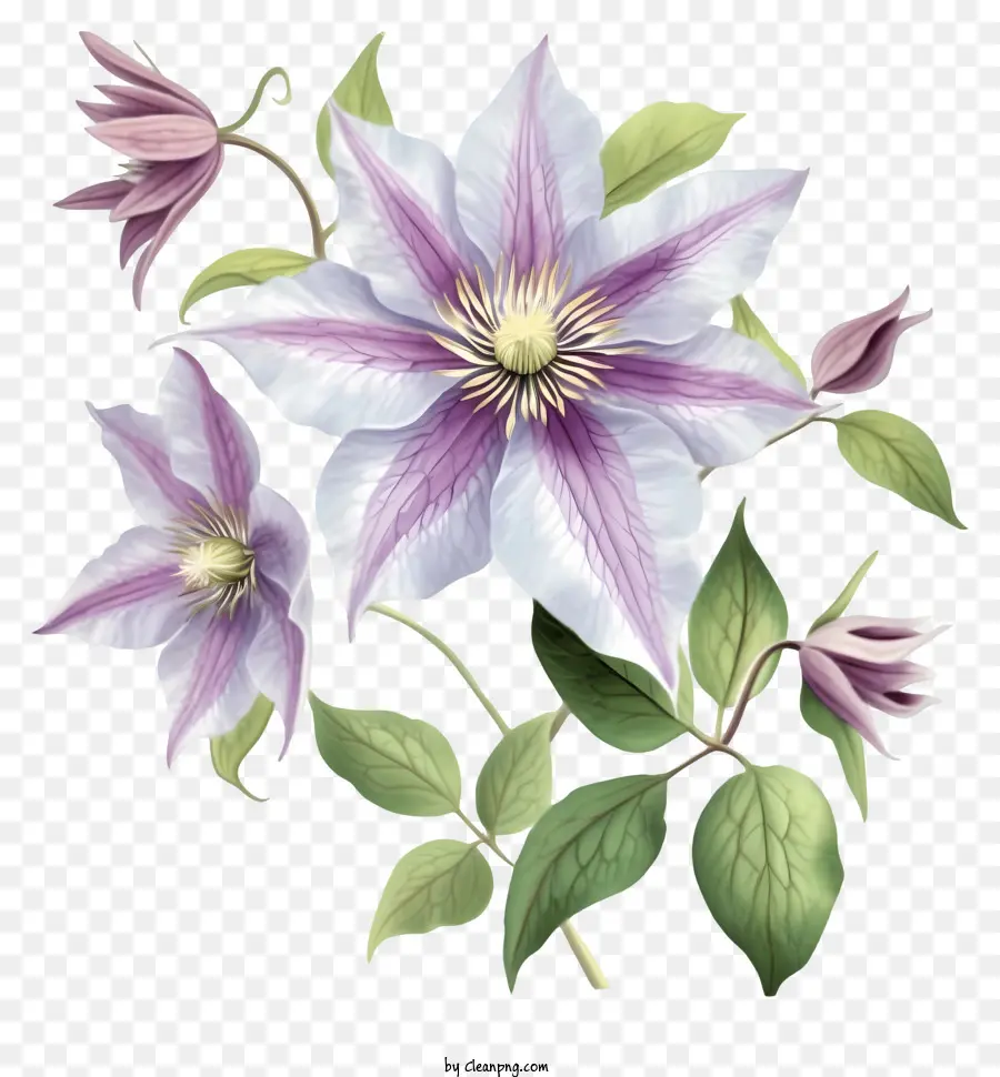 ภาพประกอบโดยละเอียด，ดอกไม้ Clematis สง่างาม PNG