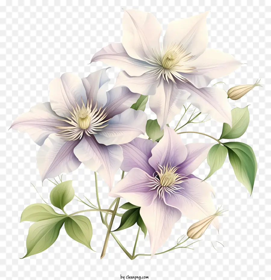 Elegant Clematis Flower Vector Design，ดอกไม้สีม่วง PNG