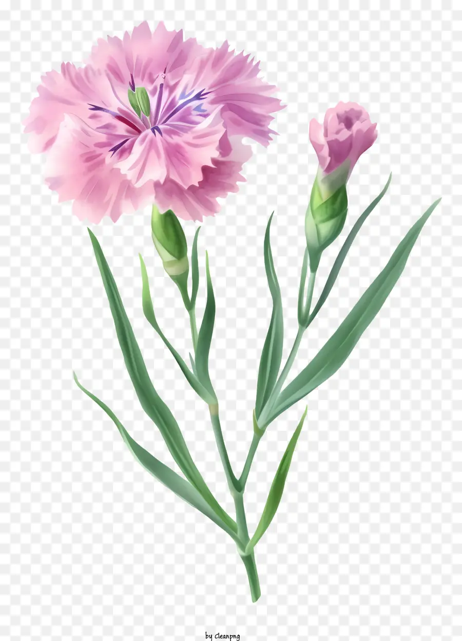 ไอคอนดอกไม้ Dianthus หรูหรา，ดอกไม้สีชมพู PNG