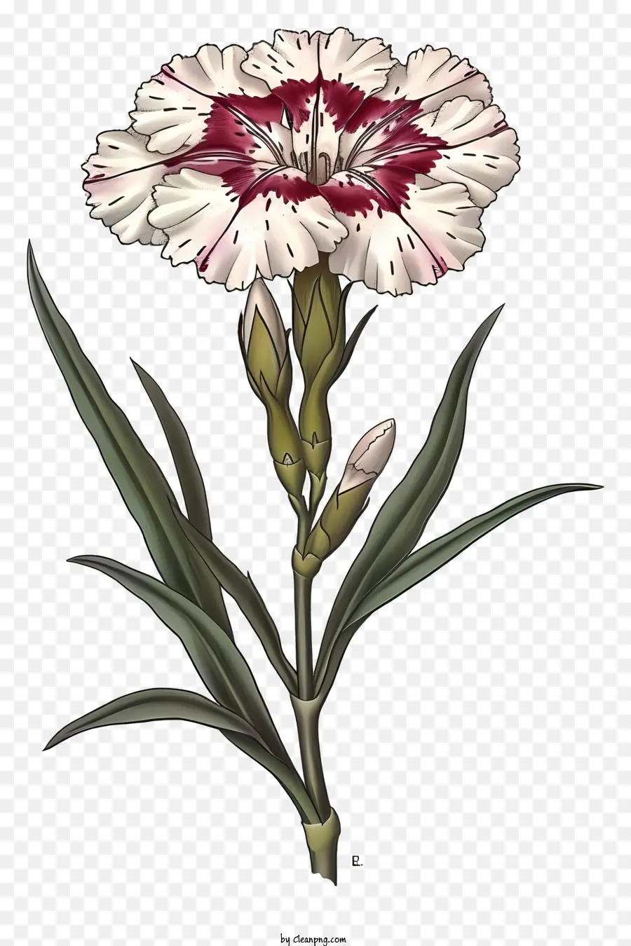 ในรูปแบบของภาพประกอบโรแมนติก，ดอกไม้ Dianthus หรูหรา PNG