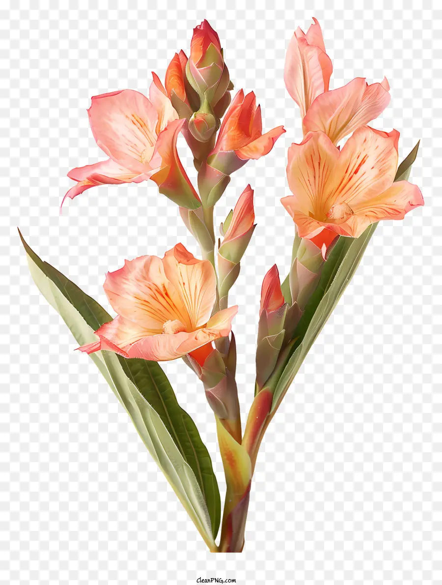 ดอกไม้ Canna Indica，ดอกไม้ PNG