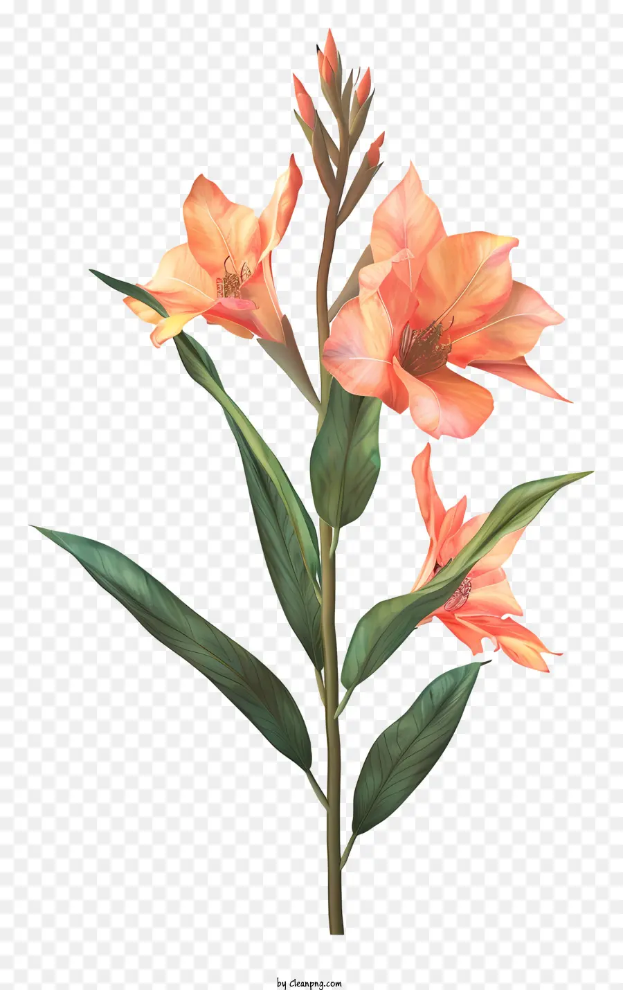 ดอกไม้ Canna Indica，หัวหัว PNG