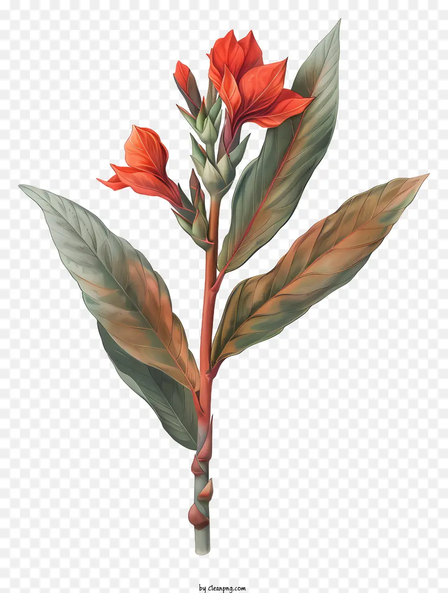 ดอกไม้ Canna Indica，ดอกไม้สีแดง PNG