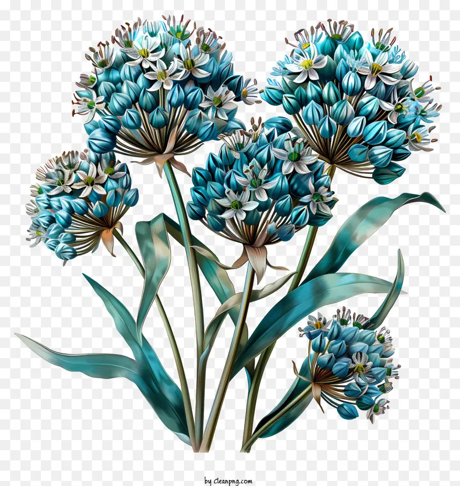 ดอกไม้ Allium Giganteum，ดอกไม้ไอริสสีน้ำเงิน PNG