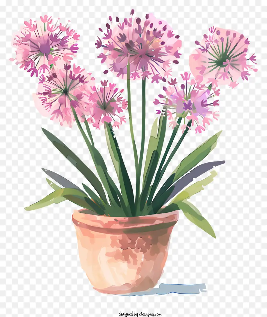ดอกไม้ Allium Giganteum，อนู่ PNG