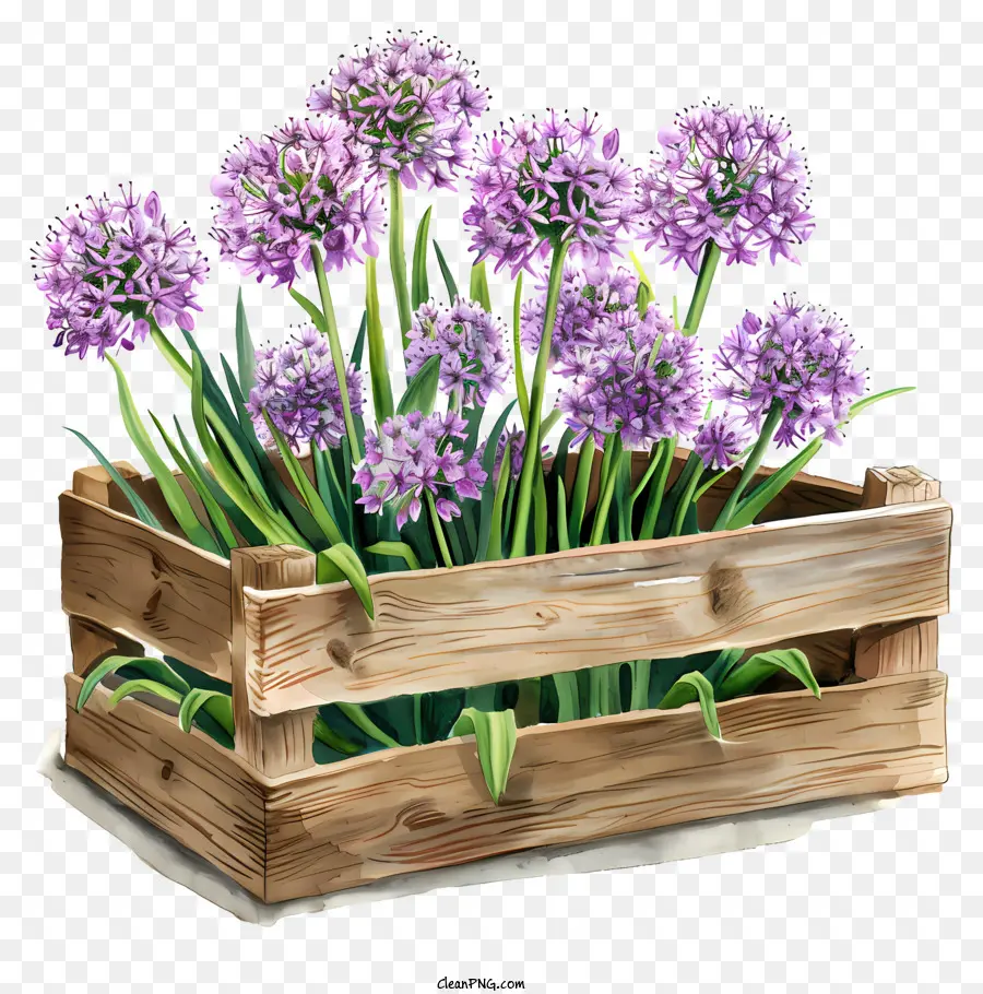 ดอกไม้ Allium Giganteum，ดอกไม้ PNG