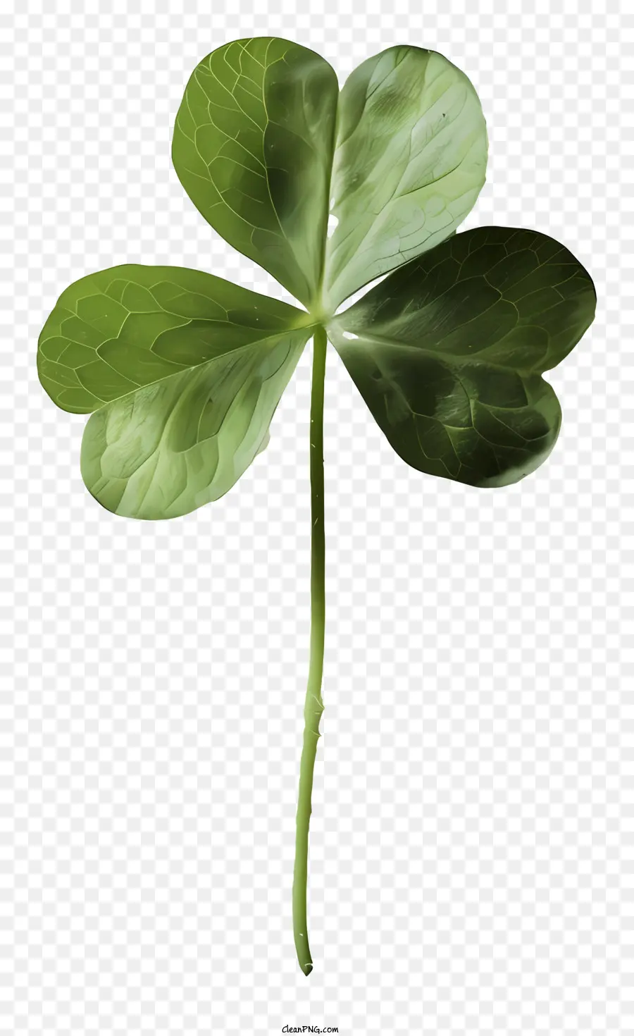 St Patricks Day Shamrock，แช PNG