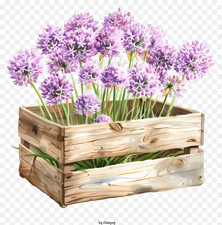 ดอกไม้ Allium Giganteum，ดอกไม้สีม่วง PNG