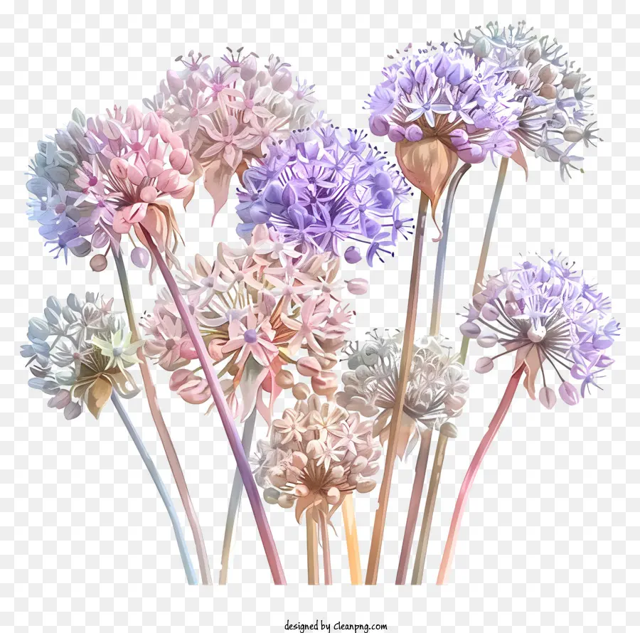 ดอกไม้ Allium Giganteum，ดอกไม้ PNG