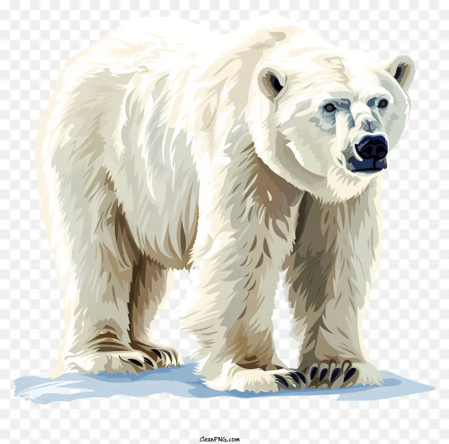 ระหว่างประเทศหมีขั้วนวัน，หมีขั้ว PNG