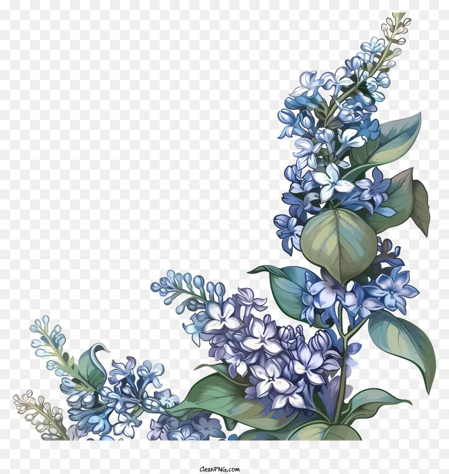 Lilac ดอกไม้，สีน้ำเงิน PNG