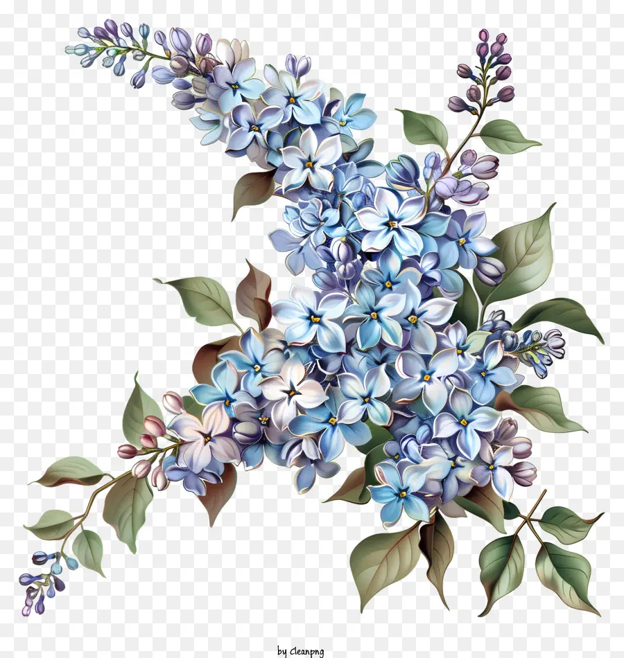 Lilac ดอกไม้，ดอกไม้ไลล่าสีน้ำเงิน PNG
