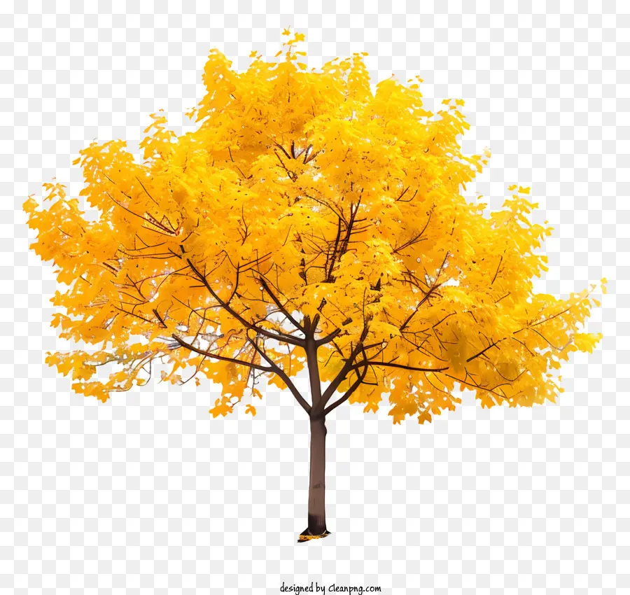 สีเหลืองไซต้นไม้，สีเหลืองต้นไม้ PNG