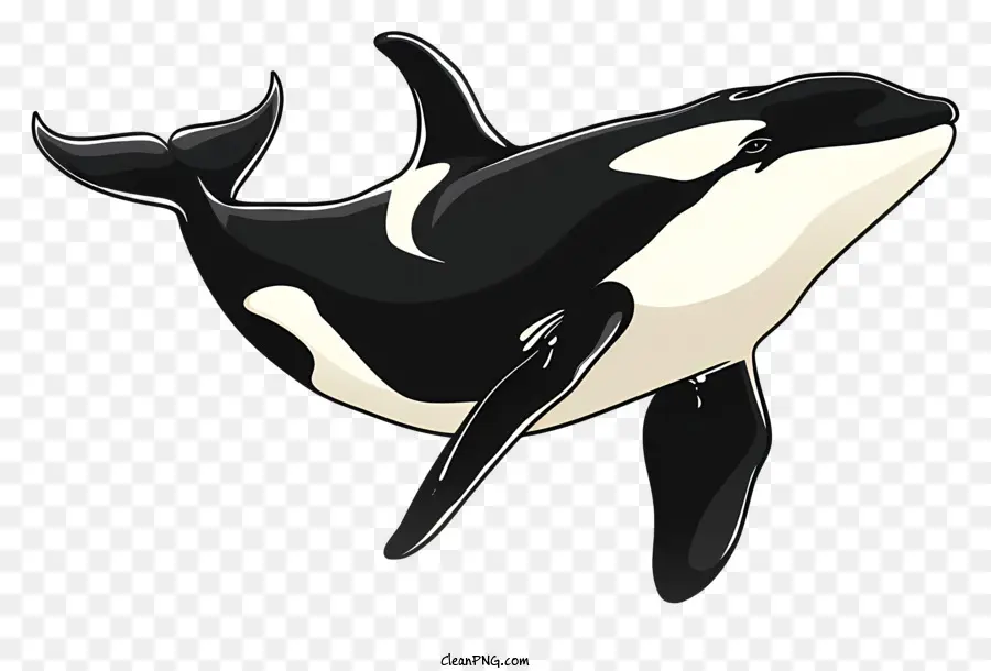 ปลาวาฬฆาตกร，Orca PNG