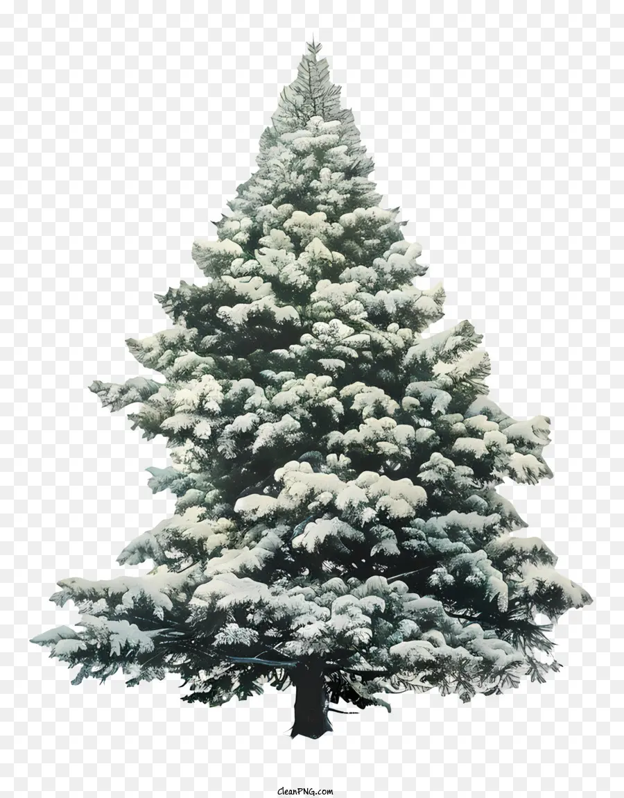 Fir ต้นไม้，ต้นคริสต์มาสหิมะปกคลุม PNG
