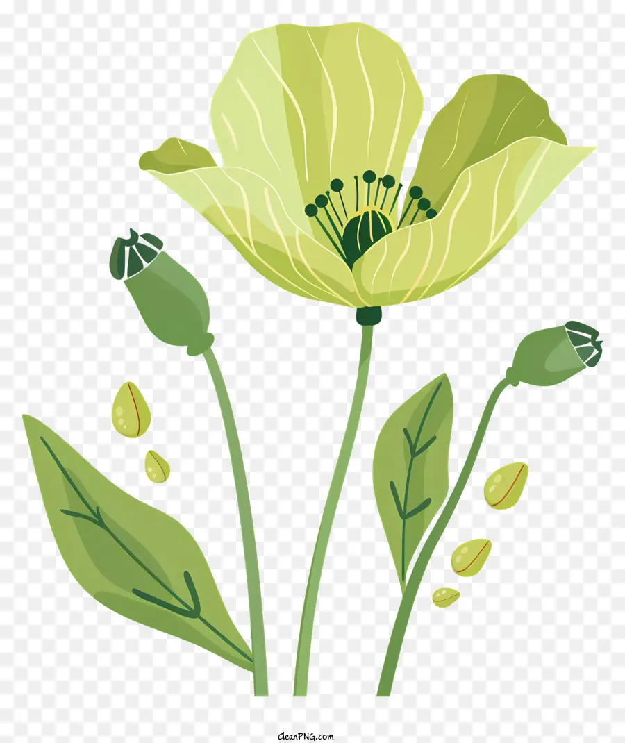 ดอกไม้ดอกป๊อปปี้สีเขียว，ดอกไม้สีเขียว PNG