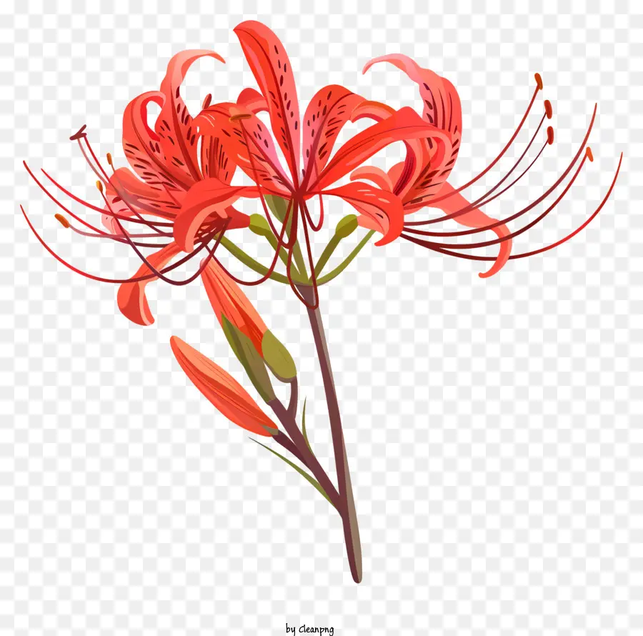 เรดแมงมุมลิลลี่，ดอกไม้สีแดง PNG
