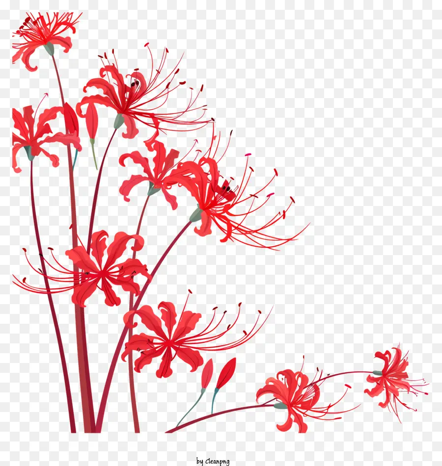 เรดแมงมุมลิลลี่，สีแดงดอกไม้ PNG