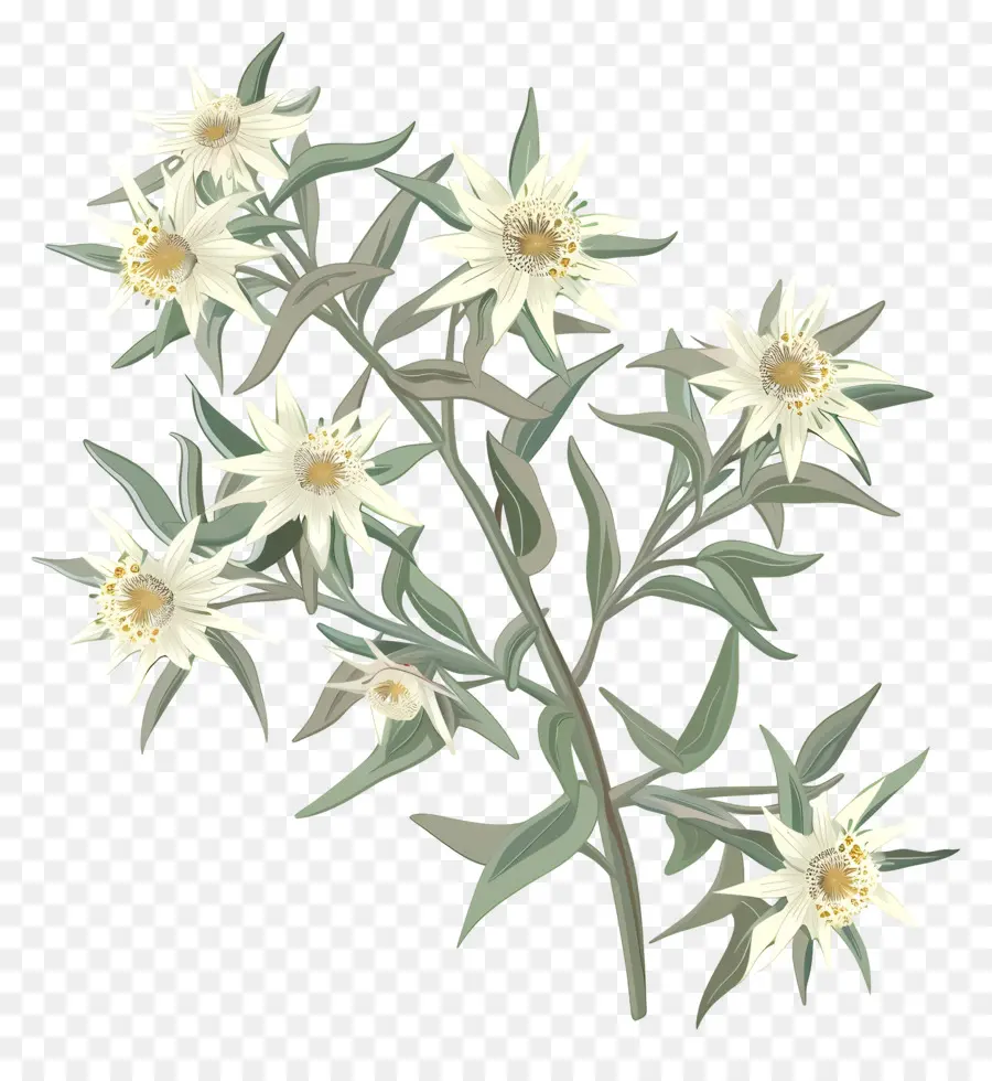 Edelweiss，ดอกไม้สีขาว PNG