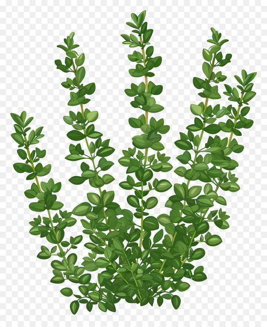 Thyme，ต้นไม้ PNG
